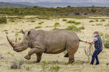 451 rhinocéros tués par des braconniers en 2021 en Afrique du Sud