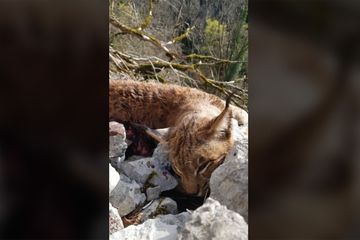 5000 euros de récompense pour celui qui retrouvera un tueur de lynx dans le Jura