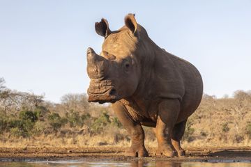 Afrique du Sud: le nombre de rhinocéros tués pour leurs cornes divisé par deux