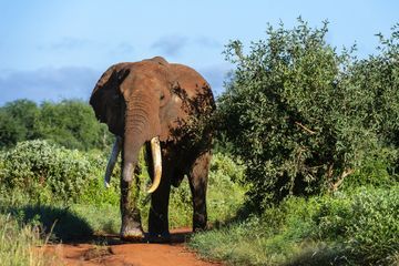 Afrique du Sud: un éléphant piétine à mort un braconnier