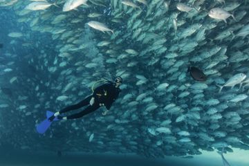Alexandra Cousteau : 