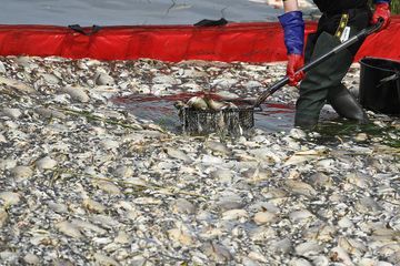 Allemagne : «des poissons morts partout» après une pollution chimique