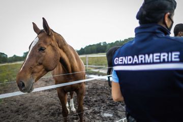 Animaux mutilés: un cheval retrouvé mort avec les oreilles arrachées