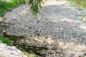 Ardennes: Nestlé accusé de la mort de milliers de poissons dans une rivière