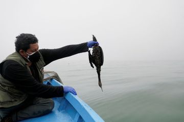 Au Pérou, on s'efforce de sauver les oiseaux de la marée noire