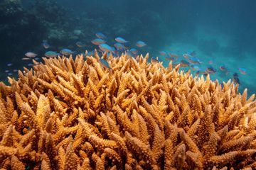 Australie: la Grande Barrière vient de vivre son pire épisode de blanchissement de coraux