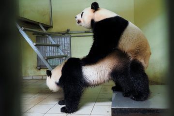 Bientôt un bébé panda au zoo de Beauval ?