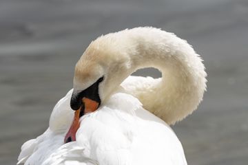 Bois de Boulogne : mort en série chez les cygnes