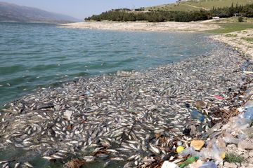 Catastrophe écologique au Liban, des milliers de poissons meurent échoués