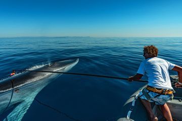 Cétacés : stop aux chauffards de la mer