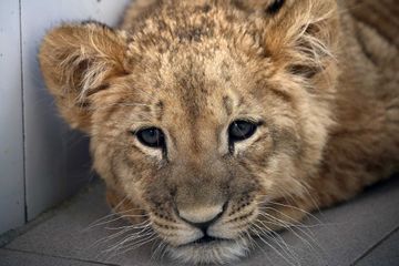 Chimpanzés , pangolins, lionceau...des milliers d'animaux saisis lors d'une opération d'Interpol