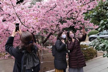Comme un air de printemps, les cerisiers du Japon sont déjà en fleurs à Tokyo