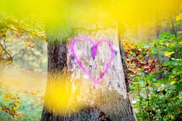 Comment créer une micro-forêt selon la méthode Miyawaki