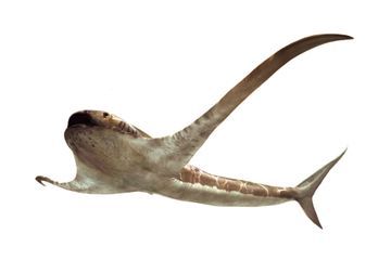 Découverte d'un mystérieux requin-aigle disparu