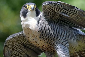Des dizaines de rapaces blessés par des balles de plomb en Hauts-de-France