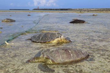 Des dizaines de tortues protégées poignardées à mort au Japon