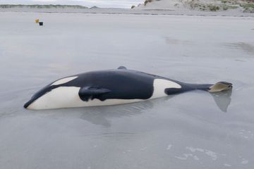 Des Ecossais sauvent une orque échouée sur une plage
