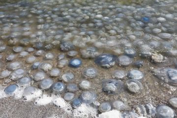 Des milliers de méduses s'échouent sur des plages de Crimée