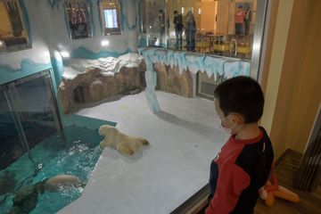 Des ours polaires enfermés dans un hôtel en Chine, les images de la honte