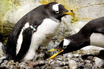 Des pingouins se baladent dans les couloirs de l'aquarium, vidé de ses visiteurs