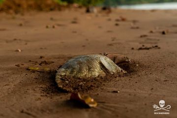 Des tortues marines tuées délibérément à Mayotte
