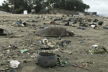 Des tortues prises au piège dans une marée géante de plastiques au Bangladesh