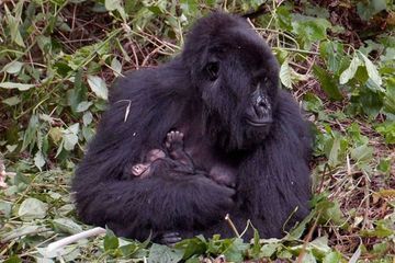Deux bébés gorilles naissent dans le Parc national des Virunga