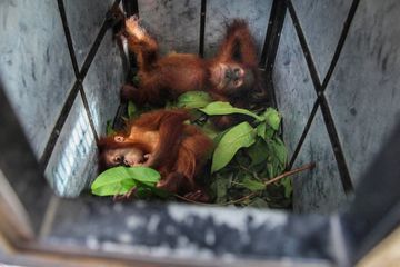 Deux bébés orangs outangs sauvés du marché noir
