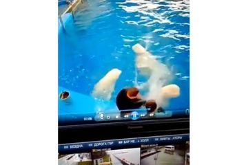 Deux bélugas frappés à coup de pied dans un delphinarium en Russie