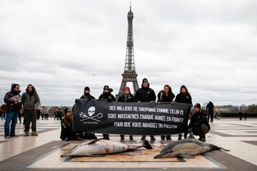 Deux cadavres de dauphins au Trocadéro, l'action choc de Sea Shepherd