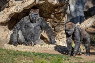 Deux gorilles du zoo de San Diego malades du covid, une première chez les grands singes
