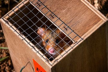 En Alsace, des lâchers de grands hamsters pour compenser l'impact d'une autoroute