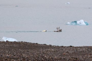 Une incroyable scène de chasse, entre un ours polaire et un renne, filmée en Arctique