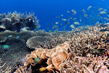 En Australie, la moitié des coraux de la Grande Barrière ont péri en 25 ans