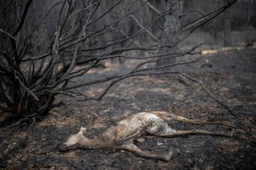 En Espagne, désolation après un vaste incendie déclenché en peine vague de chaleur