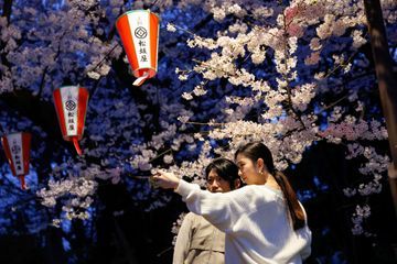 En images : A Tokyo, des Japonais émerveillés devant la floraison des cerisiers