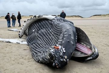 En images, une baleine à bosse de presque 10 mètres s'échoue sur une plage du Pas-de-Calais