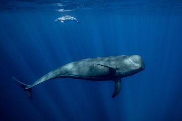 En Méditerranée, dauphins et cachalots de nouveau en danger