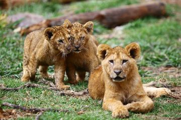 Espagne: quatre lions du zoo de Barcelone testés positifs au Covid-19