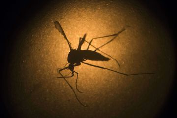 Floride : 750 millions de moustiques génétiquement modifiés vont être lâchés dans la nature
