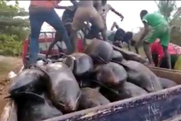 Ghana: quelque 60 dauphins et des poissons d'autres espèces échoués sur des plages