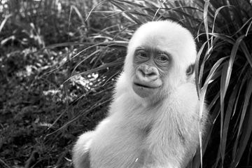 Dans les archives de Match - En 1967, rencontre avec la star Flocon de Neige, le gorille albinos