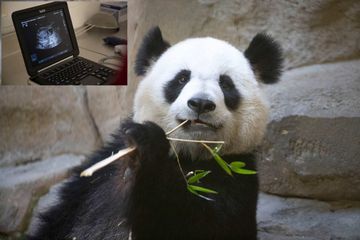 Huan Huan, la femelle panda du ZooParc de Beauval, attend des jumeaux