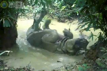 Images rares d'un bain de rhinocéros de Java, une espèce en voie d'extinction