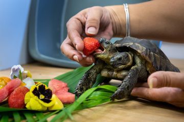 Janus, la plus vieille tortue à deux têtes, fête ses 25 ans avec des fleurs