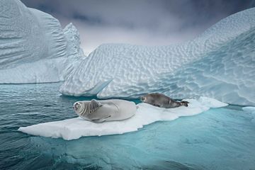 L'Antarctique, un écosystème menacé en images
