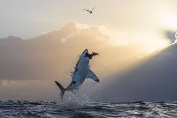 L'envol du grand requin blanc