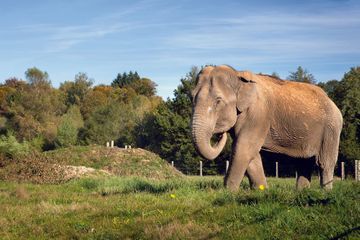 L'incroyable sanctuaire des éléphants
