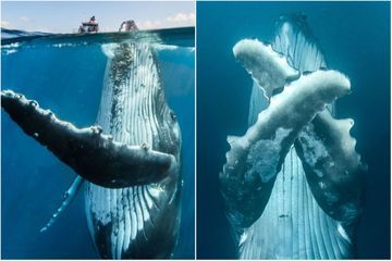 La danse magique d'une baleine à bosse