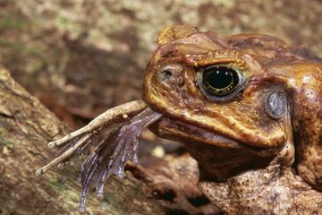 La Floride envahie pas des crapauds venimeux